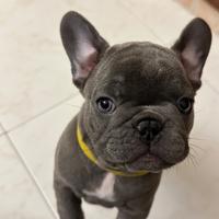 Cuccioli di Bulldog Francese Blu