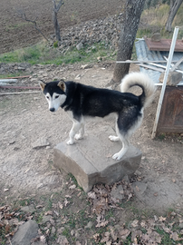 Husky femmina