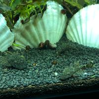 Pesci per acquario acqua dolce ancistrus