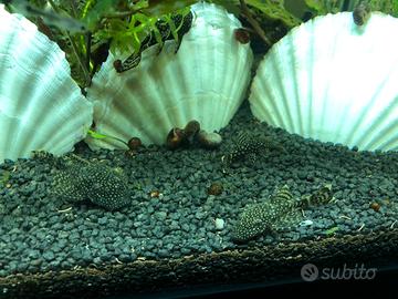 Pesci per acquario acqua dolce ancistrus