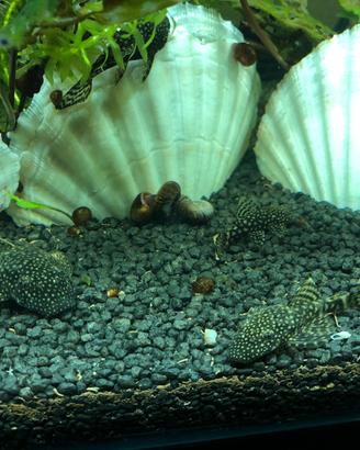 Pesci per acquario acqua dolce ancistrus