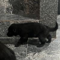 Cuccioli pastore tedesco Alsaciano (nero)