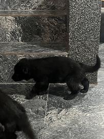 Cuccioli pastore tedesco Alsaciano (nero)