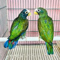 Coppia pappagalli PIONUS MESTRUS