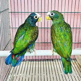 Coppia pappagalli PIONUS MESTRUS