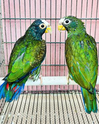 Coppia pappagalli PIONUS MESTRUS
