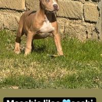 Cuccioli di pitbull alta genealogia lilac