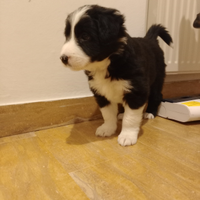 Cucciolo Border Collie