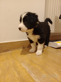 Cucciolo Border Collie