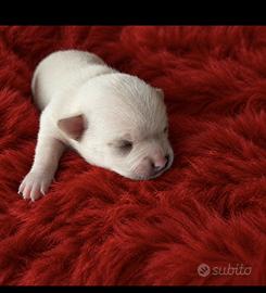 Cucciolo chihuahua