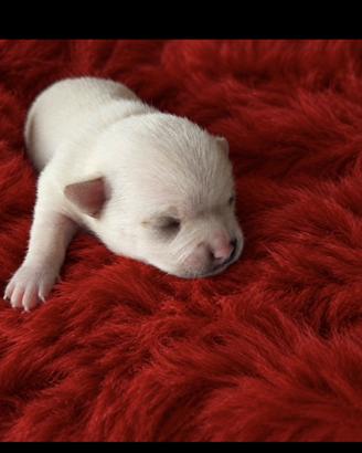 Cucciolo chihuahua