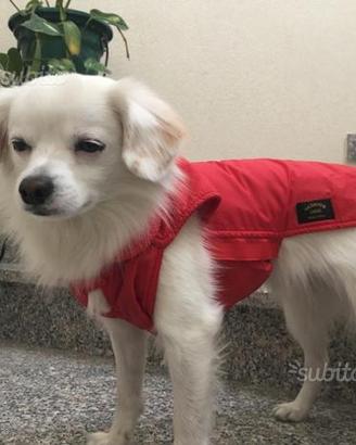 Cappottino cane colore rosso impermeabile