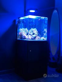 acquario marino 