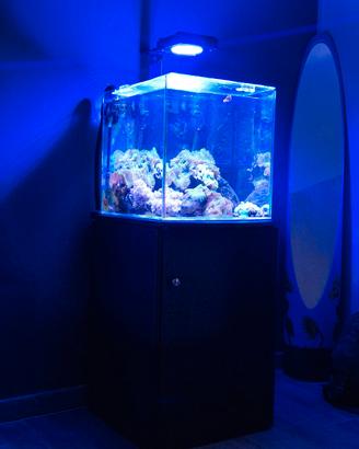 acquario marino 