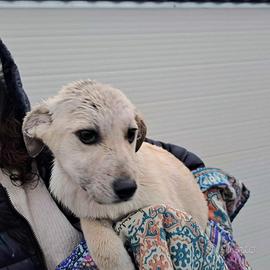 Tre mesi femminuccia