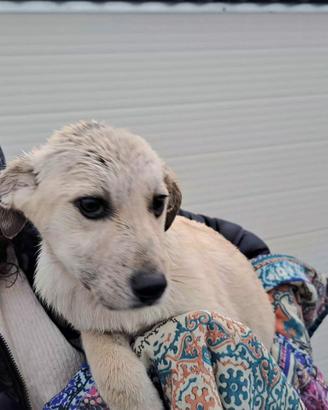 Tre mesi femminuccia