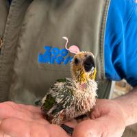 CONURO JANDAYA Baby - Aratinga Jandaya