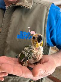 CONURO JANDAYA Baby - Aratinga Jandaya