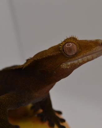 Geco ciliatus
