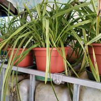 Piante da appartamento