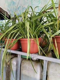 Piante da appartamento