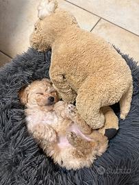 Cuccioli barboncino nano