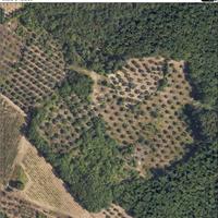 In collina: Oliveta, bosco, seminativo