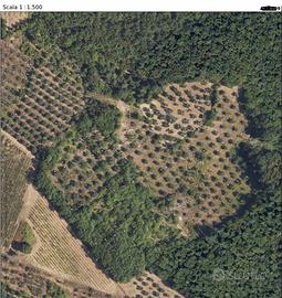 In collina: Oliveta, bosco, seminativo