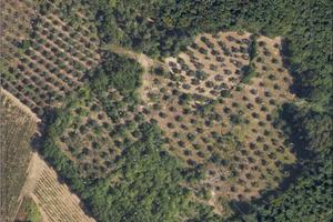 In collina: Oliveta, bosco, seminativo