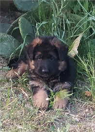 Cuccioli di pastore tedesco