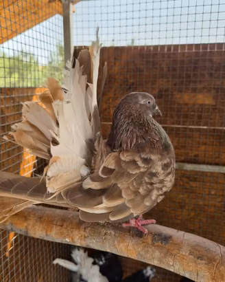 colombe pavoncelle varie colorazioni 