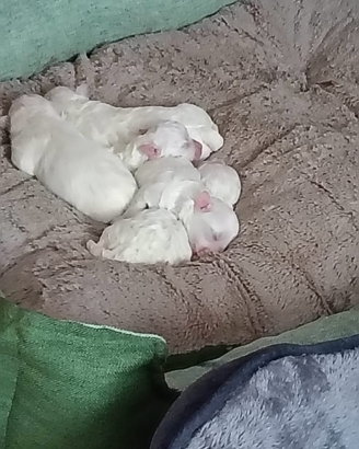 Cuccioli di Maltese