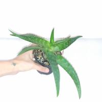 pianta di aloe 