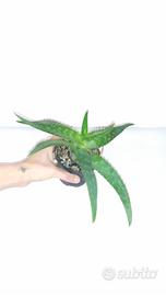 pianta di aloe 