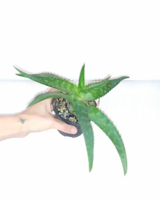 pianta di aloe 