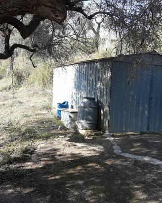 Terreno uliveto zona Fuondi Agropoli 