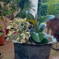 RARO PENTOLONE IN RAME ANNI 40