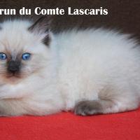PERUN gattino razza RAGDOLL con pedigree