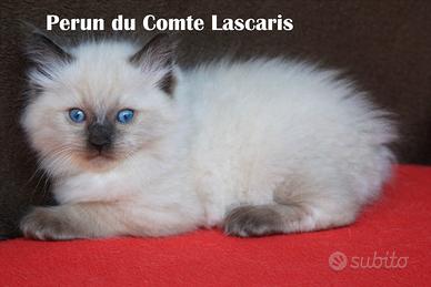 PERUN gattino razza RAGDOLL con pedigree
