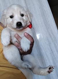 Cucciole retriever