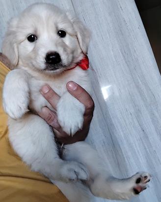 Cucciole retriever