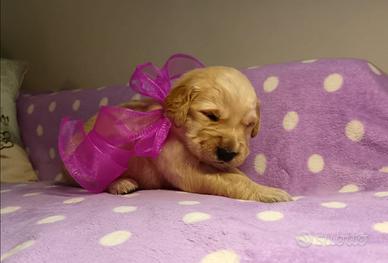 Cuccioli di Golden retriever