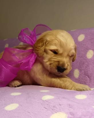 Cuccioli di Golden retriever