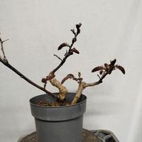 Prebonsai glicine
