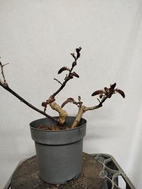 Prebonsai glicine