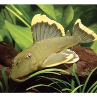 Baryancistrus chrysolomus l 47