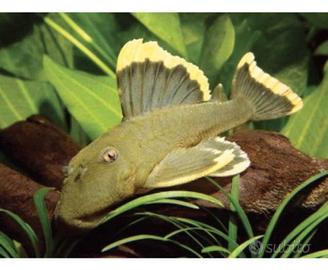 Baryancistrus chrysolomus l 47