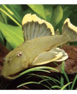 Baryancistrus chrysolomus l 47