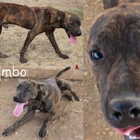Gimbo, cagnolone alto e atletico