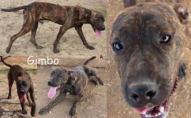 Gimbo, cagnolone alto e atletico